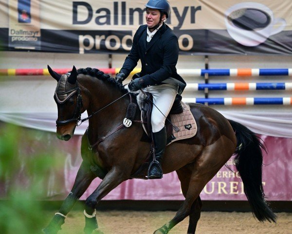 Springpferd Cino 7 (Deutsches Sportpferd, 2012, von Ciabbo)