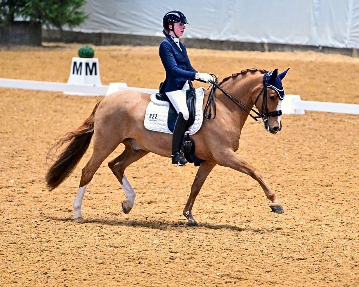 dressage horse Danello 4 (German Riding Pony, 2014, from FS Don't Worry)