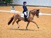 Dressurpferd Danello 4 (Deutsches Reitpony, 2014, von FS Don't Worry)
