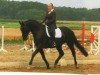 Dressurpferd Salvadore 9 (Hannoveraner, 2009, von San Remo)