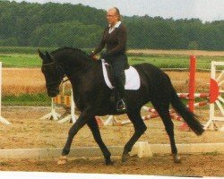 dressage horse Salvadore 9 (Hanoverian, 2009, from San Remo)