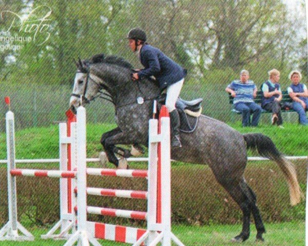 broodmare Arctika 2 (German Warmblood, 2008, from Arctic)