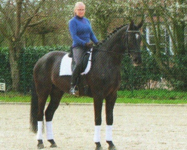 Dressurpferd Dandy (Hannoveraner, 2008, von Don Crusador)