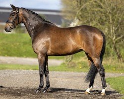 dressage horse Fiesta de Fontaine (Oldenburg, 2017, from Franklin)