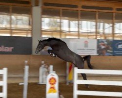 horse Coralee (Holsteiner, 2021, from Colman)