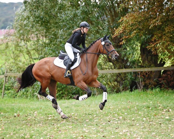 jumper Erdingers Encanto (German Sport Horse, 2019, from Erdinger)