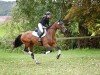 jumper Erdingers Encanto (German Sport Horse, 2019, from Erdinger)