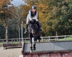 jumper Pearl of the river (Hanoverian, 2011, from Perigueux)