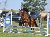 dressage horse Chin Chin 45 (German Riding Pony, 2018, from Charivari)