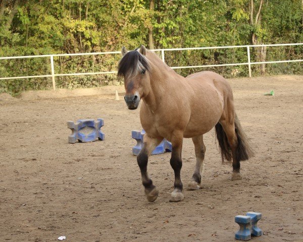 stallion Lars van den Bosdries (Fjord Horse, 2010, from Brijol)