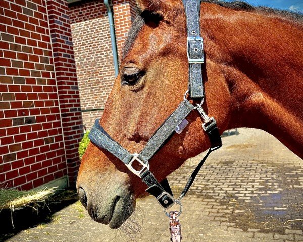Dressurpferd La Queen (Rheinländer, 2011, von Lord Loxley I)