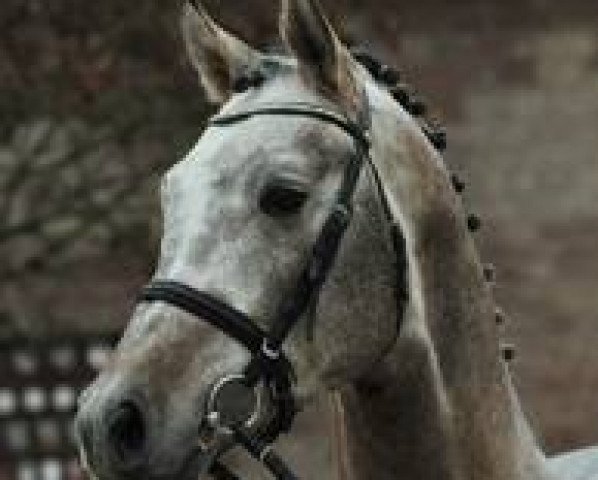stallion Cide (Holsteiner, 2013, from Cascadello)