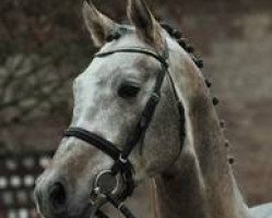 dressage horse Cide (Holsteiner, 2013, from Cascadello)