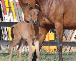 Pferd Tarina (Trakehner, 2021, von Tarison)