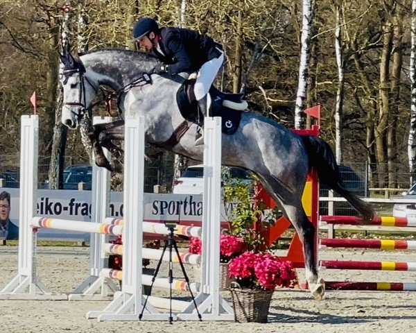 Springpferd Clarinello ZD (Holsteiner, 2019, von Clarimo Ask)
