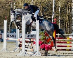 Springpferd Clarinello ZD (Holsteiner, 2019, von Clarimo Ask)
