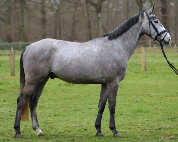 jumper Casanova Air (Oldenburg show jumper, 2020, from Cornet Obolensky)