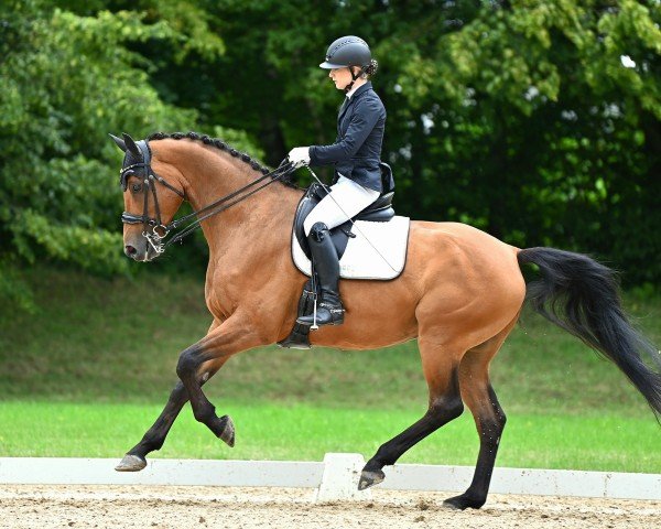 jumper Celli Cascavel (German Sport Horse, 2015, from Cassitano)