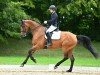 jumper Celli Cascavel (German Sport Horse, 2015, from Cassitano)