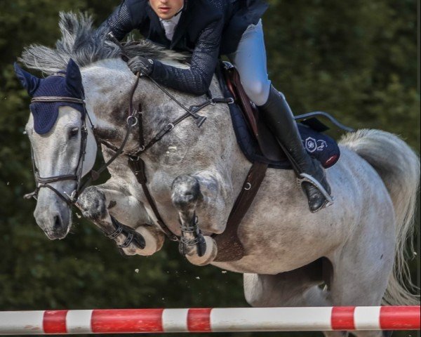 jumper Quibellé (Mecklenburg, 2017, from Quantos 17)