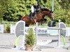 jumper Arosa 55 (Holsteiner, 2008, from Queens Darling)
