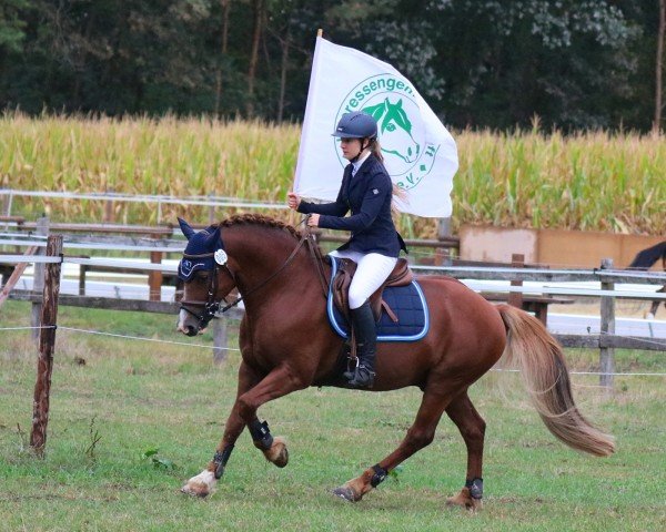Deckhengst Rhett Butler (Welsh-Cob (Sek. D), 2006, von Epona Pimur)