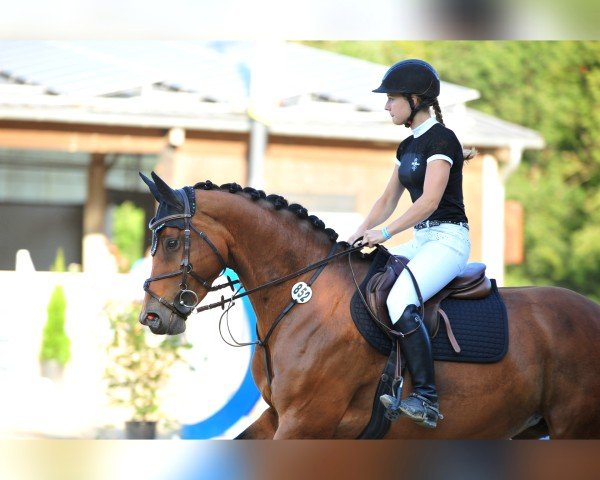 broodmare Latakia (Zweibrücken, 2007, from Lancado)