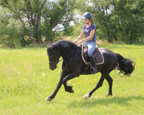 horse Celli Salino (Welsh-Cob (Sek. D), 2017, from Epona Leonardo)