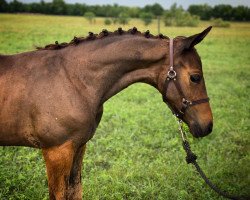 dressage horse After the Storm LSE (Trakehner, 2021, from Herzensdieb)