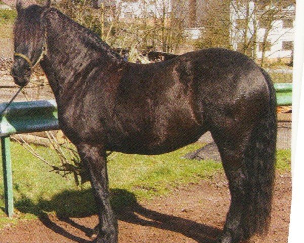 horse Doorte (Friese, 2001, from Tsjerk 328)