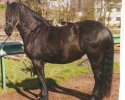horse Doorte (Friese, 2001, from Tsjerk 328)