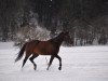 Springpferd Glove of Cimember (Schweizer Warmblut, 2002, von Unbekannt SUI)