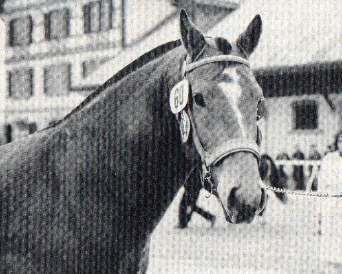 stallion Epi d'Or (Freiberger, 1960, from Eglon)