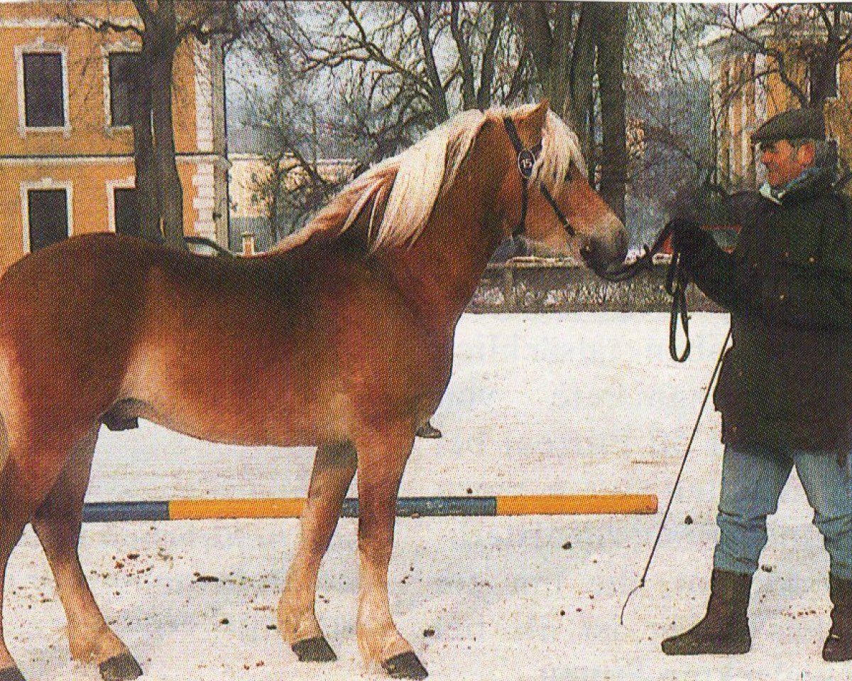 stallion Stilist (Haflinger, 1972, from 901 Steinadler)