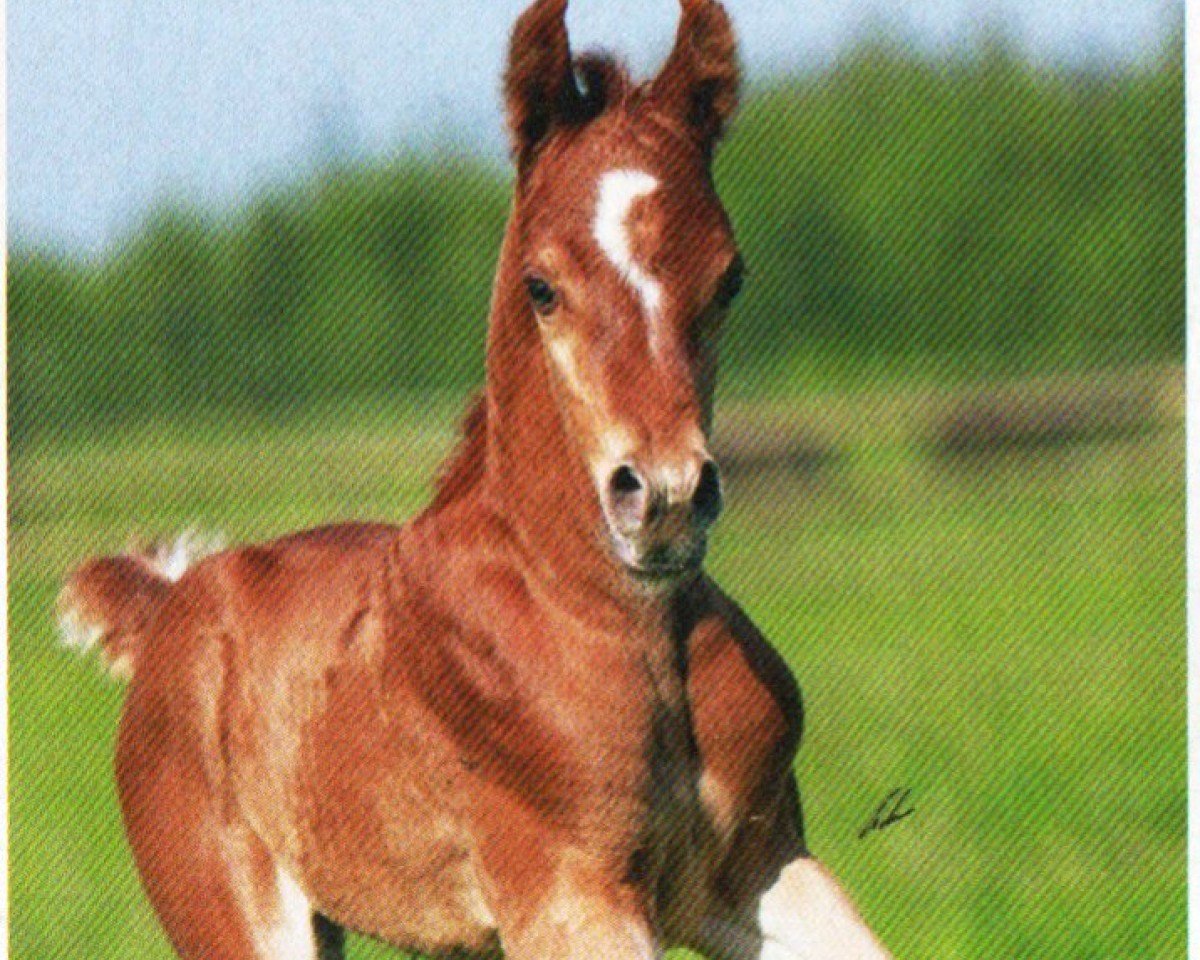 horse Moheeb (Arabian purebred, 2013, from Maheeb ox)