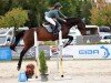 jumper Charming Charlie 5 (Hanoverian, 2019, from Carridam)