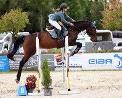 jumper Charming Charlie 5 (Hanoverian, 2019, from Carridam)