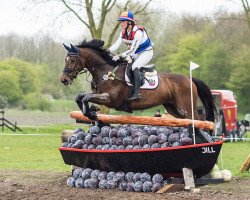 horse The Quizmaster (KWPN (Royal Dutch Sporthorse), 2009, from Albaran xx)