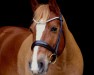 dressage horse Atreyu (Arabo-Haflinger, 2008)