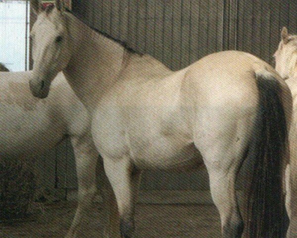 horse Mitana (Akhal-Teke, 2003, from Taran)