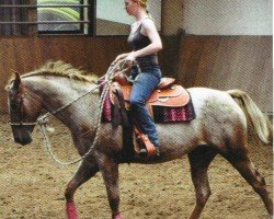 horse Madison (Appaloosa, 2006, from Goers Prince Rugen)