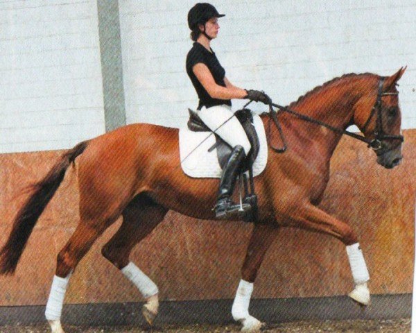 dressage horse Rolls Royce 24 (Hanoverian, 2008, from Royaldik)