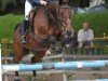 broodmare Rugby (Hessian Warmblood, 1997, from Ragazzo)