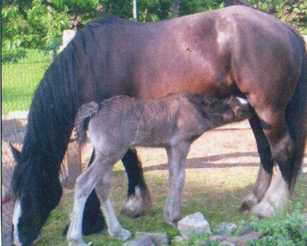 horse Bastiana (Shire, 2002, from Frettholts Joseph)