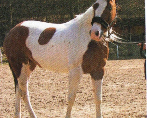 horse Doolins Adya (Paint Horse, 2009, from Doolins Hotrodder)