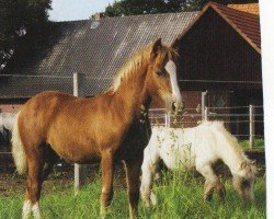 Pferd Tirion Triple Crown (Welsh-Cob (Sek. C), 2004, von Menai Sparkling Magic)