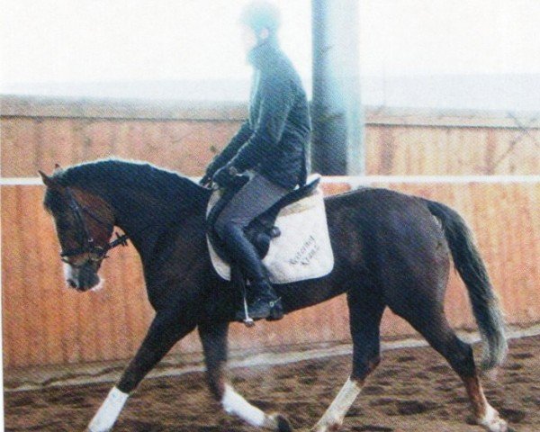Pferd Night and Day (Deutsches Reitpony, 2009, von Night-Star III)