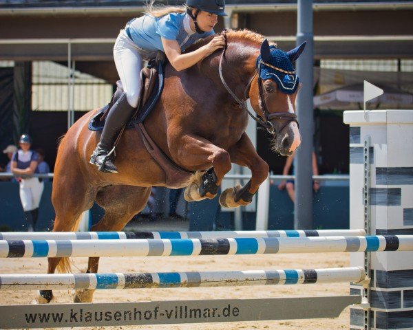 jumper Celli Chesslynn (Welsh-Cob (Sek. D), 2018, from Rhett Butler)
