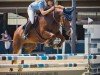 jumper Celli Chesslynn (Welsh-Cob (Sek. D), 2018, from Rhett Butler)