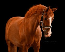 dressage horse Diamant 558 (German Riding Pony, 2004, from Depardieu)